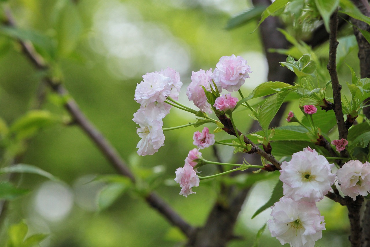 煙臺柏林春天最新動態(tài)，城市蓬勃發(fā)展的新篇章