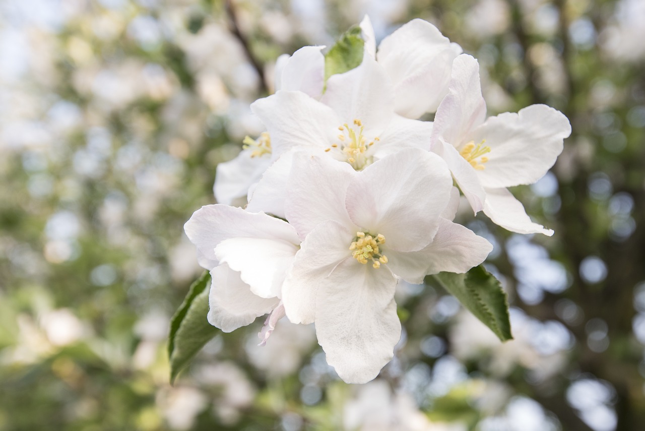 探索梅花詩韻，揭秘2016最新正版梅花詩的魅力