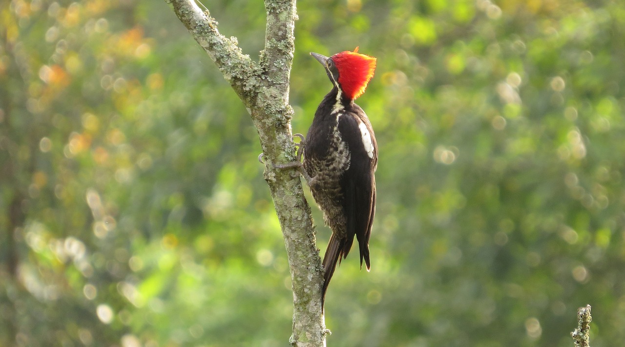 九科綠洲最新消息深度解析，最新動態(tài)與解讀