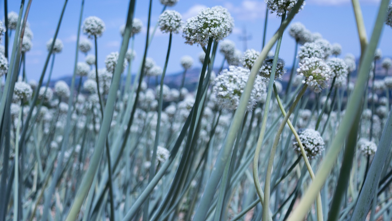 最新仿真花圖片與價格，美化生活的藝術品展示