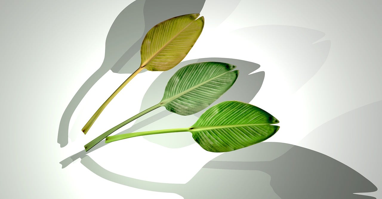 石家莊華普城最新動(dòng)態(tài)，城市發(fā)展的脈搏與未來(lái)展望揭秘