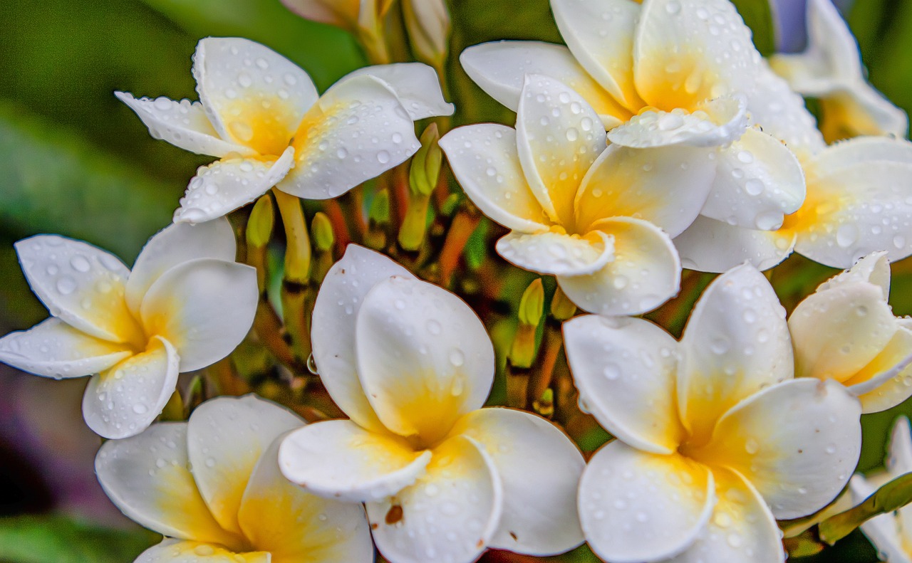 最新生肖桃花運(yùn)分析，揭秘2016年生肖桃花運(yùn)勢(shì)