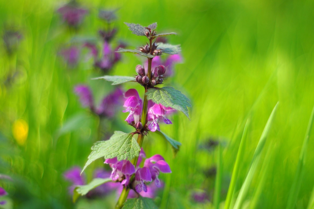 濱州環(huán)保督察最新動態(tài)，堅定推動綠色發(fā)展步伐