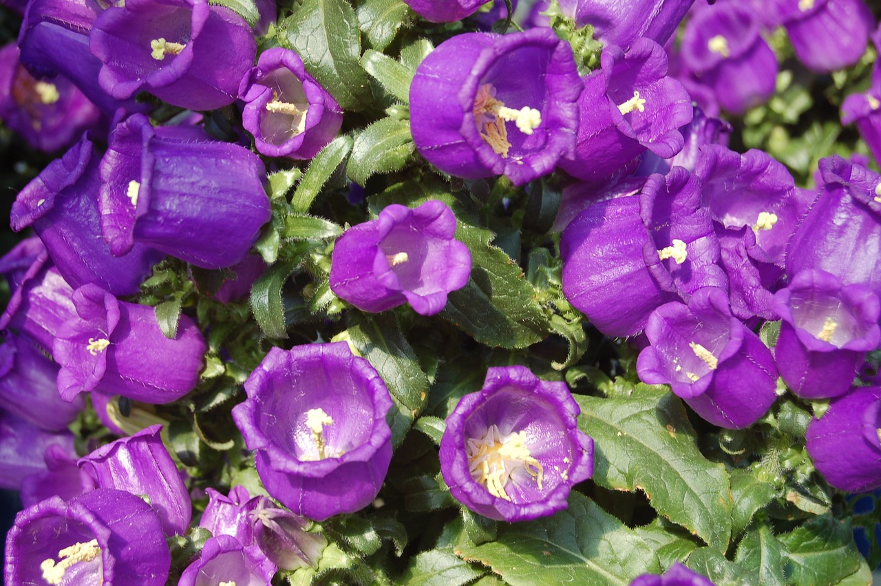 趙易山最新動(dòng)態(tài)揭秘，探尋其最新消息與神秘面紗背后的真相