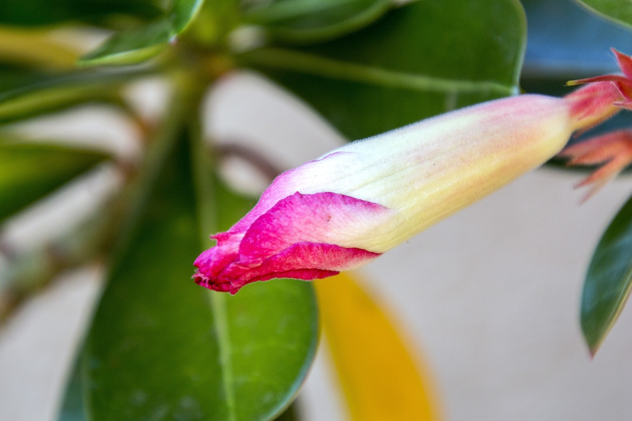 紅崖子花生米最新價格及市場動態(tài)分析，洞悉市場趨勢與價格動態(tài)