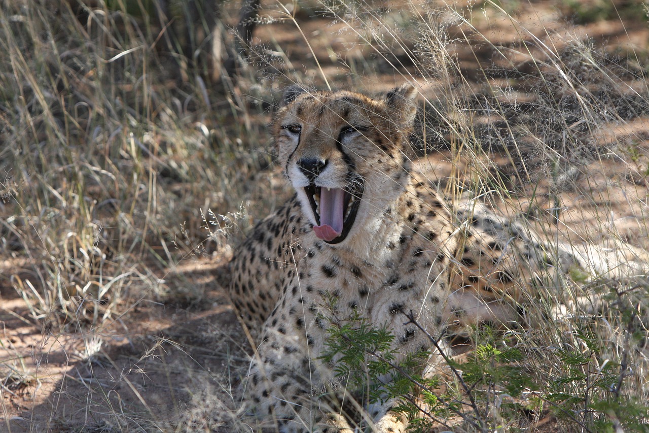 最新人與動(dòng)物電影網(wǎng)站，探索人與自然的和諧共生之道