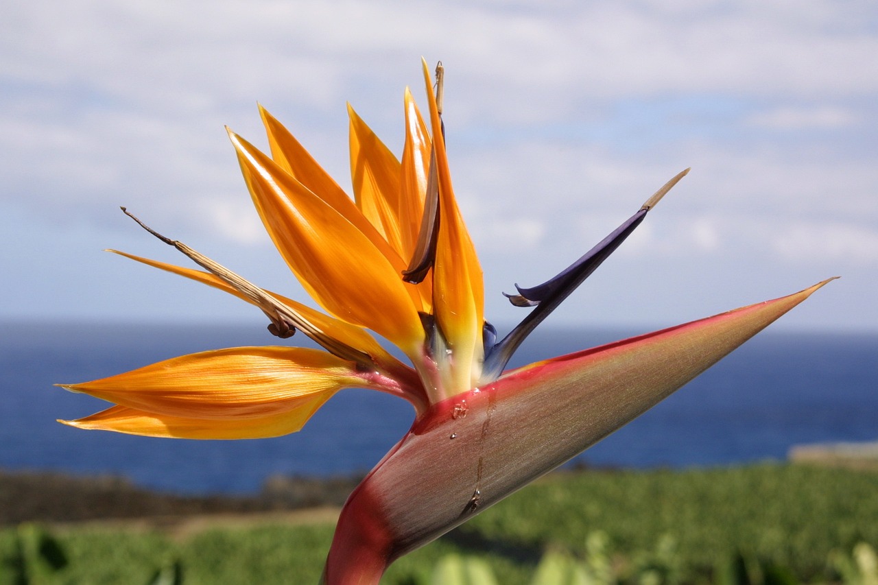 滬強(qiáng)巴黎春天最新動(dòng)態(tài)，先鋒力量重塑城市魅力