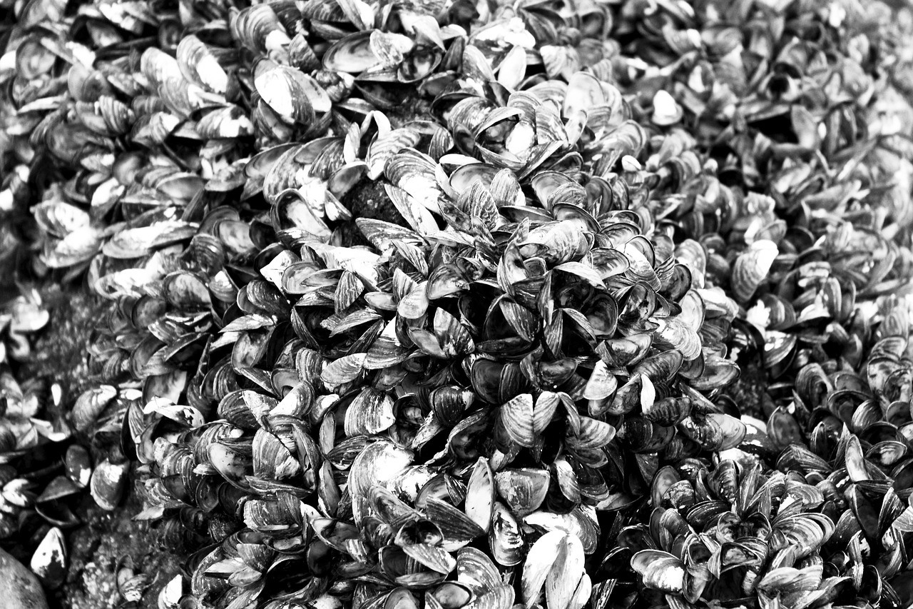 藍(lán)山海岸二期最新動(dòng)態(tài)，引領(lǐng)居住新潮流，探索未來(lái)生活品質(zhì)新境界