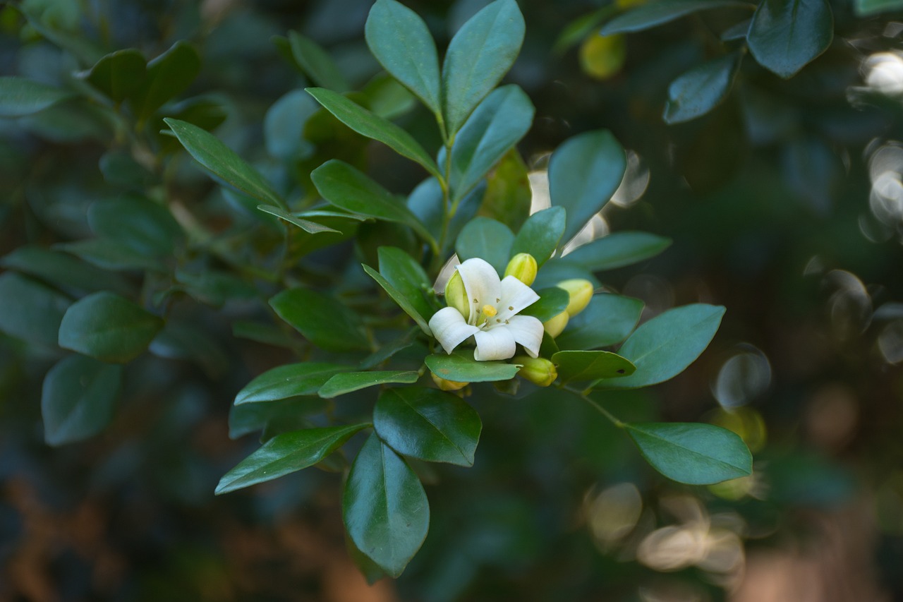 滄州嘉禾一方最新房?jī)r(jià)動(dòng)態(tài)、分析與預(yù)測(cè)