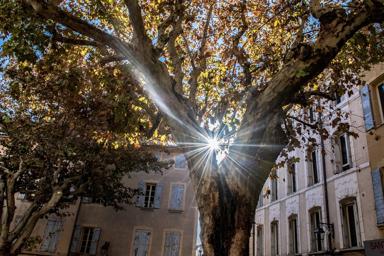 陽(yáng)光大道點(diǎn)贊新時(shí)代，輝煌篇章的展現(xiàn)