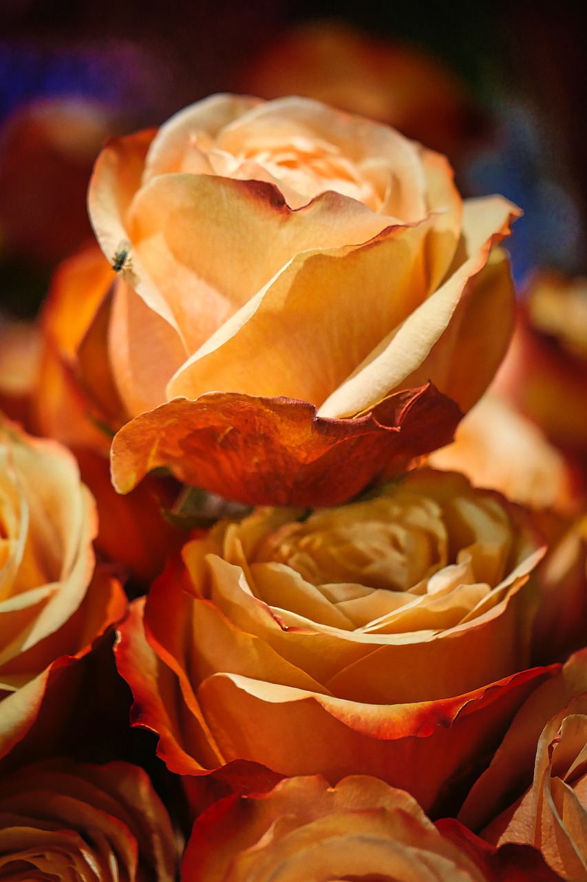 香堤藝墅最新動(dòng)態(tài)，揭開(kāi)未來(lái)藝術(shù)生活序幕