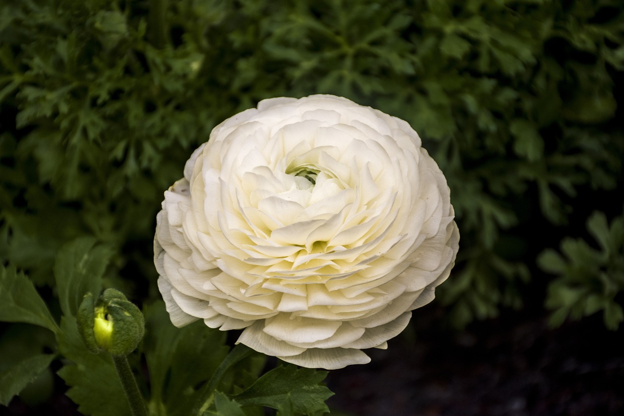 自由人花園最新動態(tài)揭秘，未來無限可能的發(fā)展展望