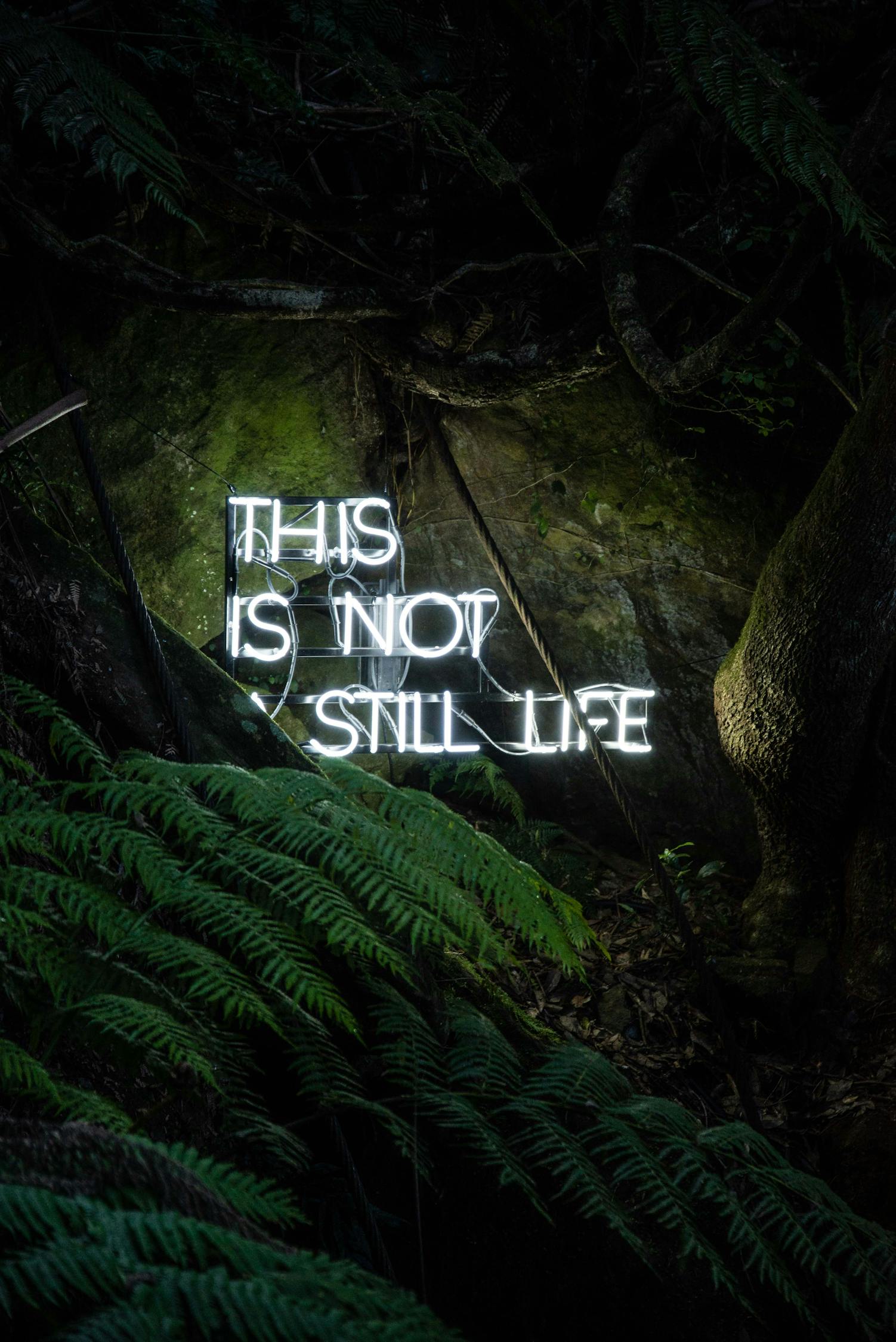 雪鷹領主最新章節(jié)更新，熱血冒險與成長之旅