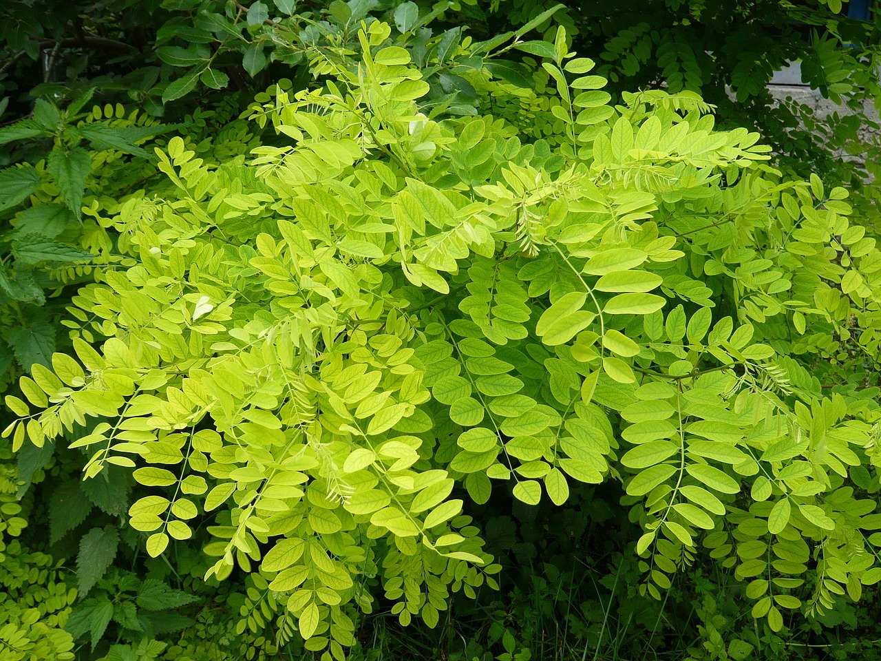 幸福林帶三期最新進(jìn)展，綠色生活展望，未來(lái)動(dòng)態(tài)揭秘