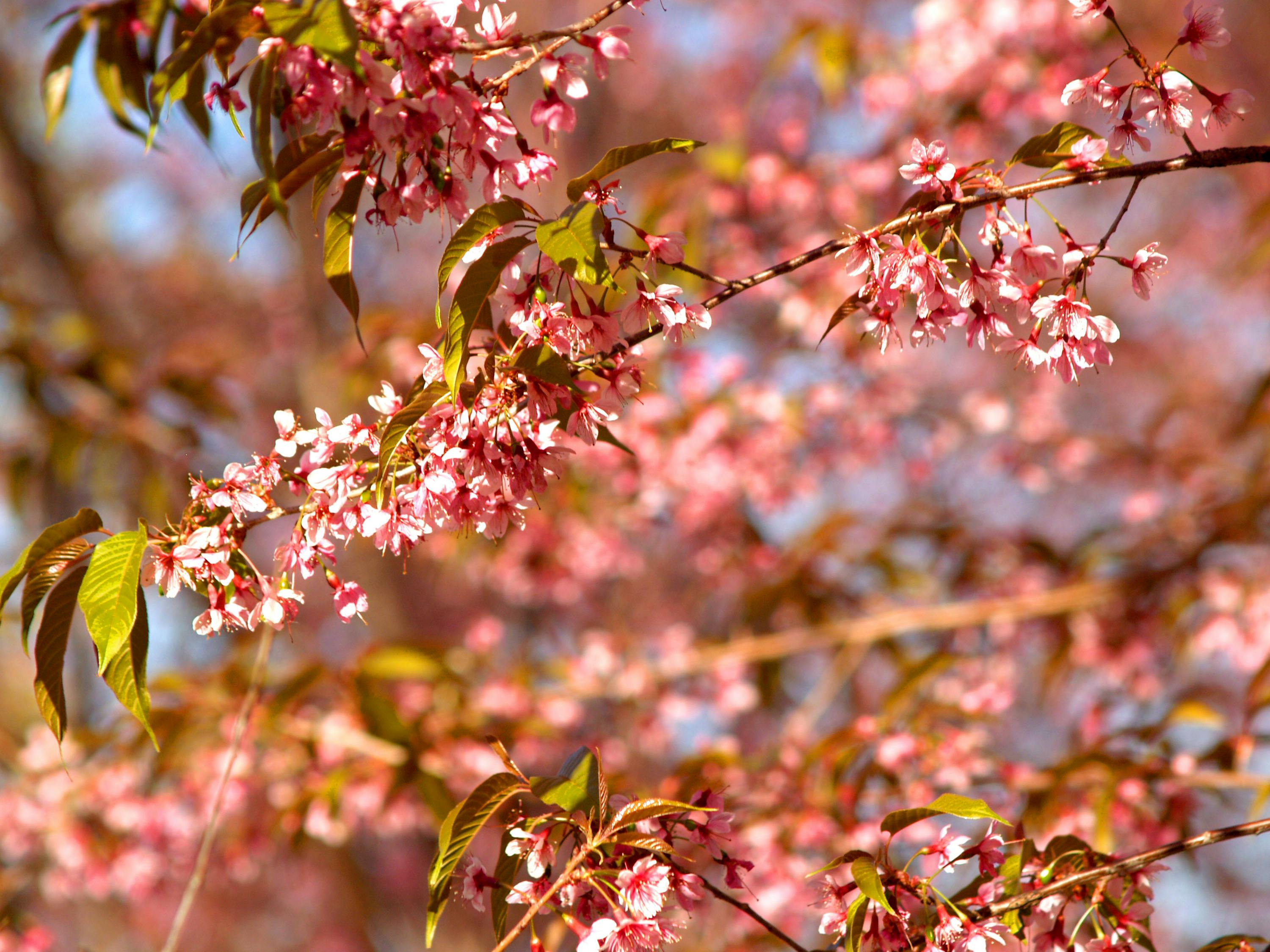 花伴落官途最新章節(jié)，權(quán)力之路的芬芳與挑戰(zhàn)