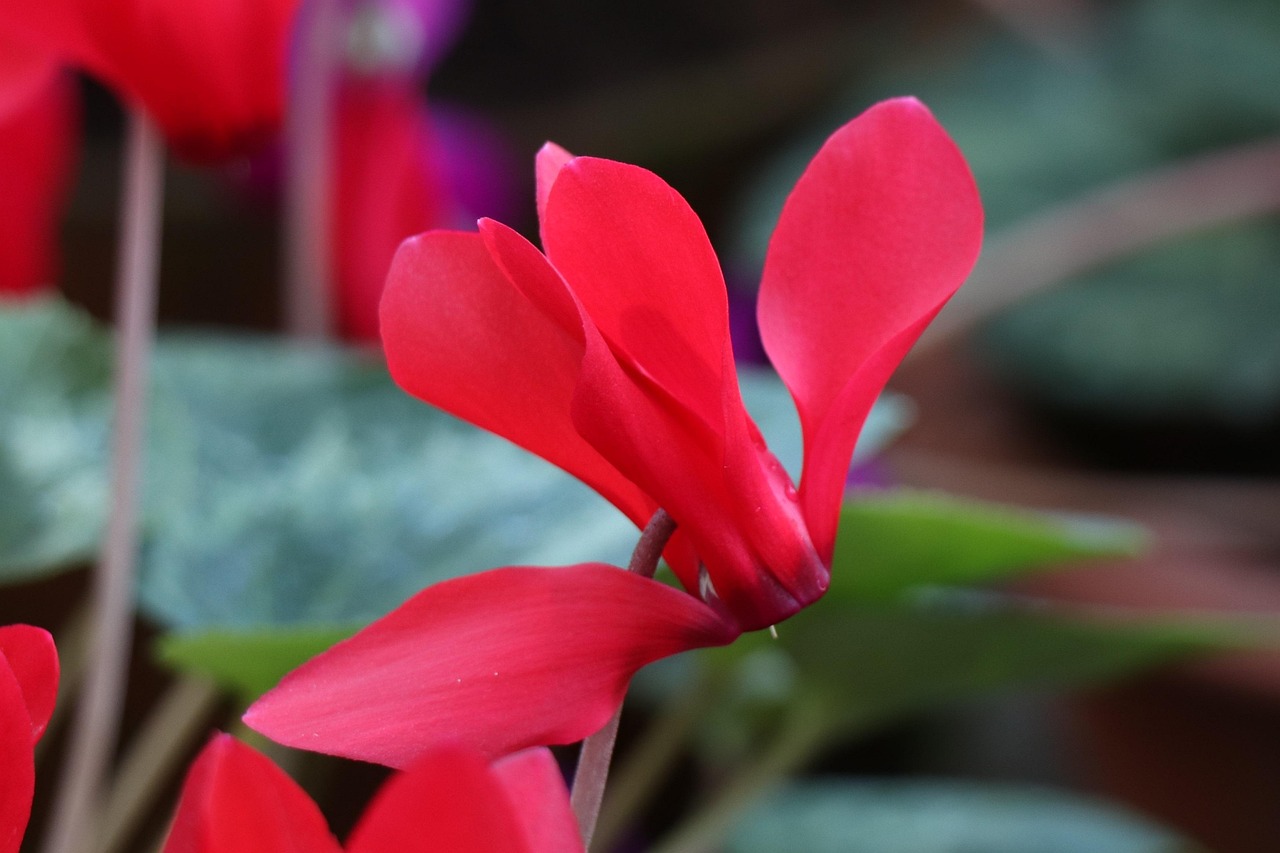 深度解析軍事動態(tài)與全球安全局勢，軍情觀察最新一期報道速遞