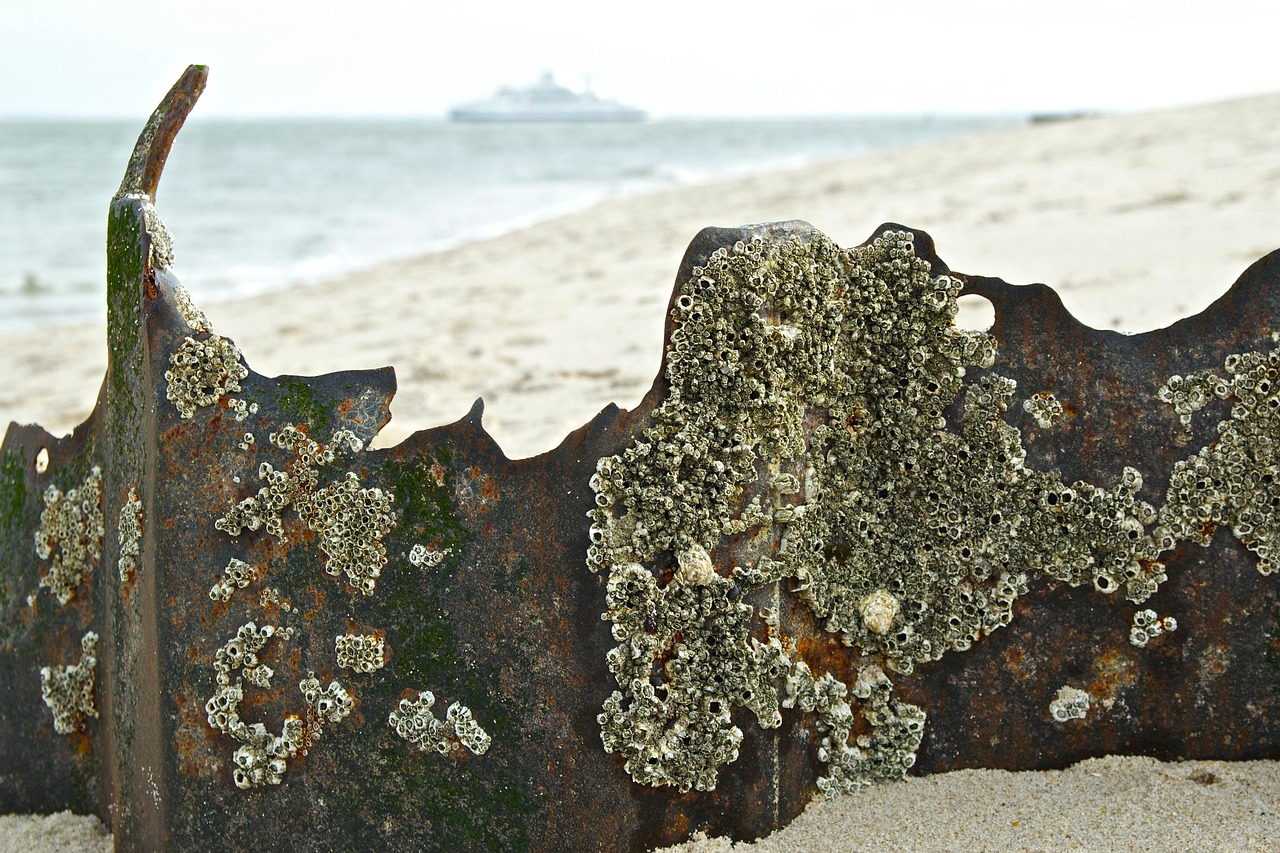 日本失聯(lián)老師最新動態(tài)，搜救行動進展與持續(xù)關(guān)注聚焦