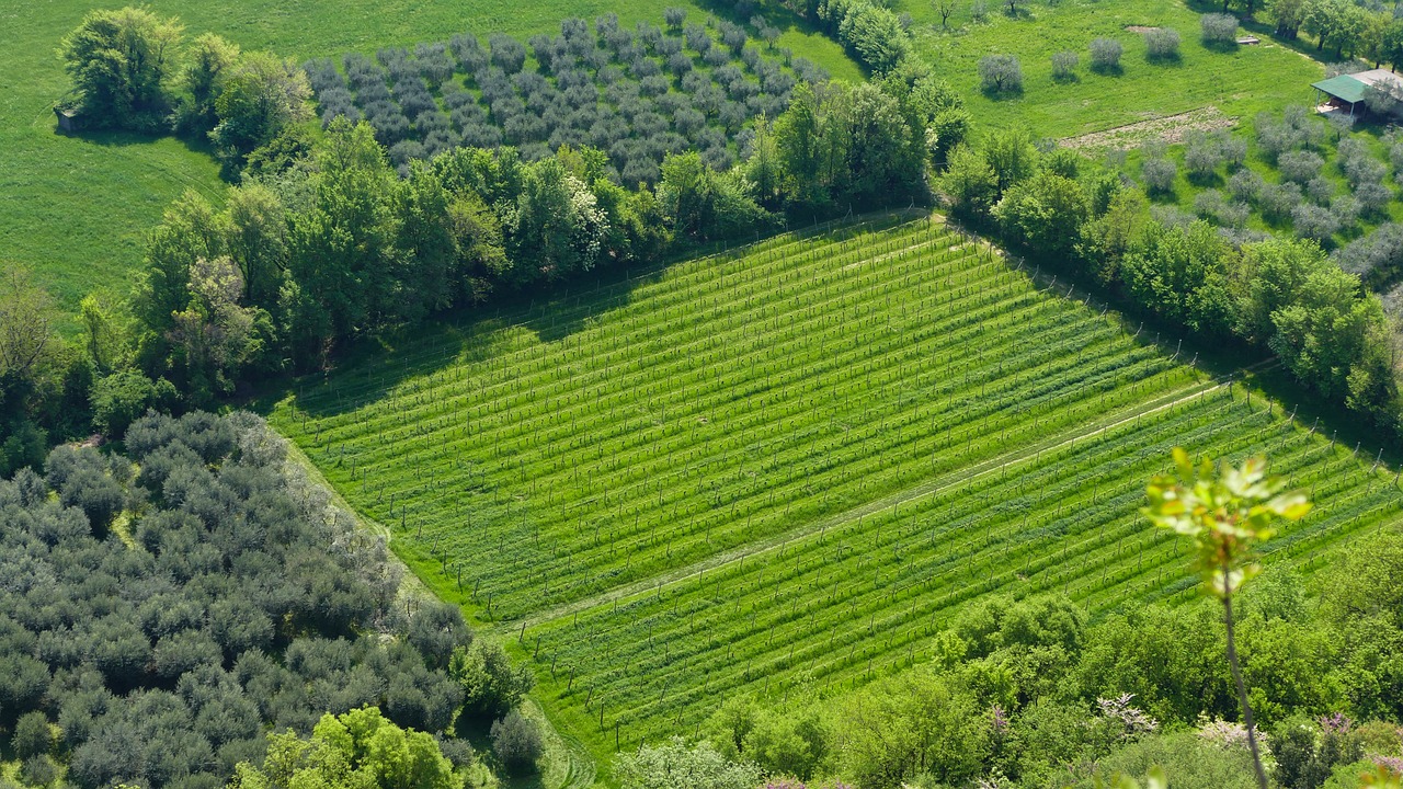 東營農(nóng)高區(qū)引領(lǐng)農(nóng)業(yè)科技創(chuàng)新，助力鄉(xiāng)村振興最新消息揭秘
