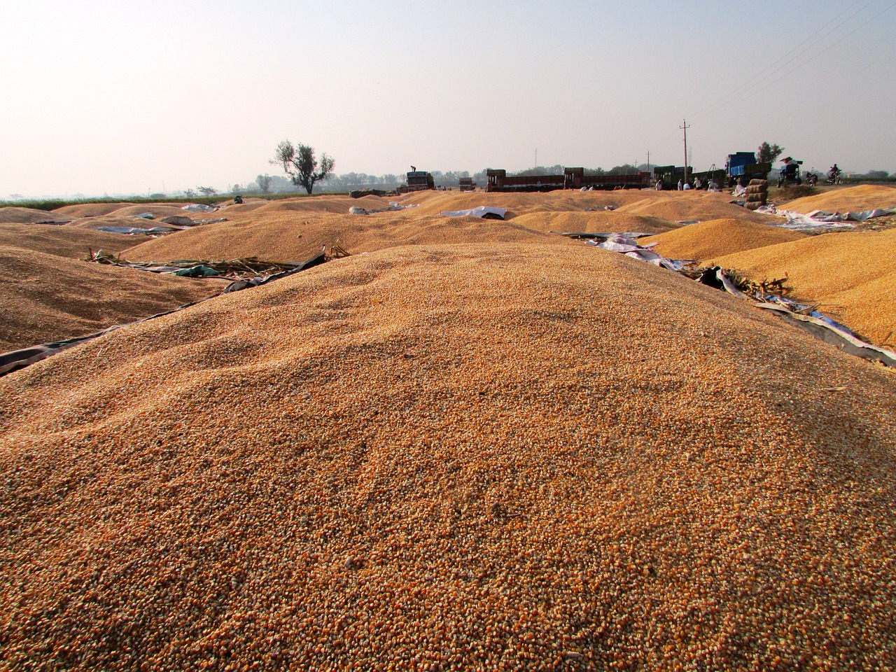 山東聊城玉米價格最新動態(tài)及分析