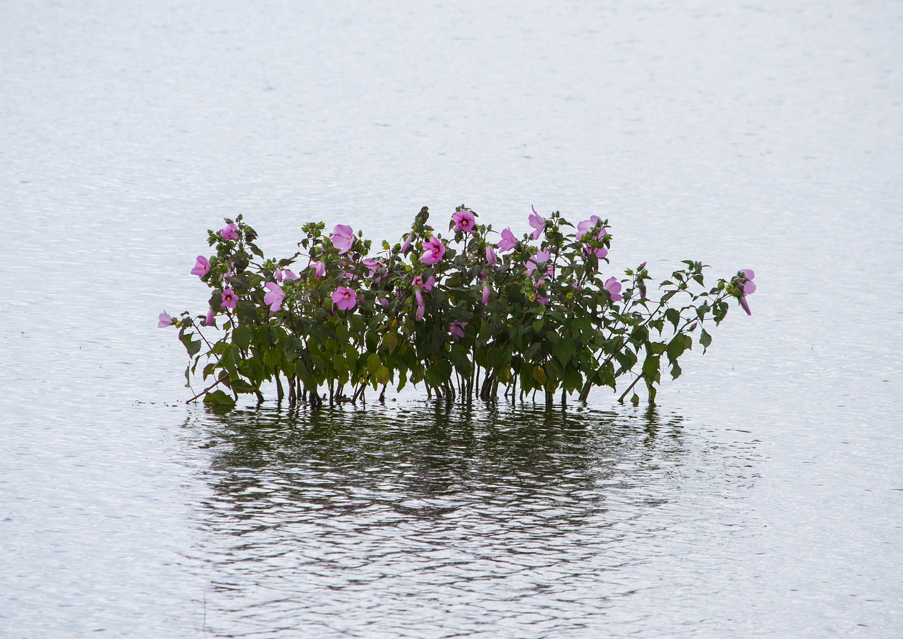 宜張高速湖南建設(shè)進(jìn)展順利，助力地方經(jīng)濟發(fā)展新動態(tài)
