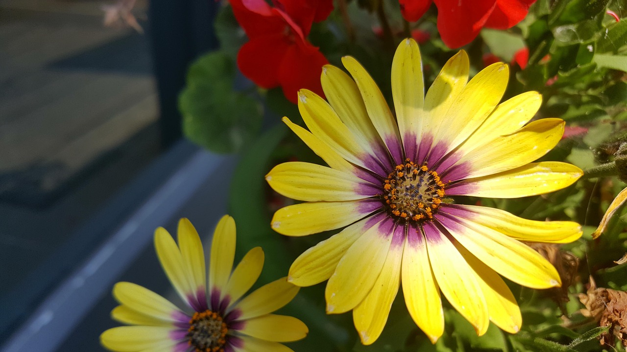 河南三胎政策最新動(dòng)態(tài)，全面解讀與深度探討