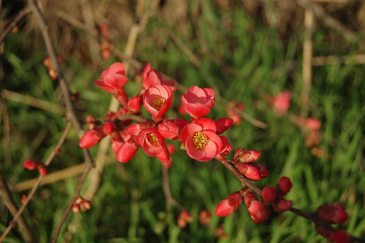 張家口華新園最新消息概覽，最新動態(tài)與進展速覽