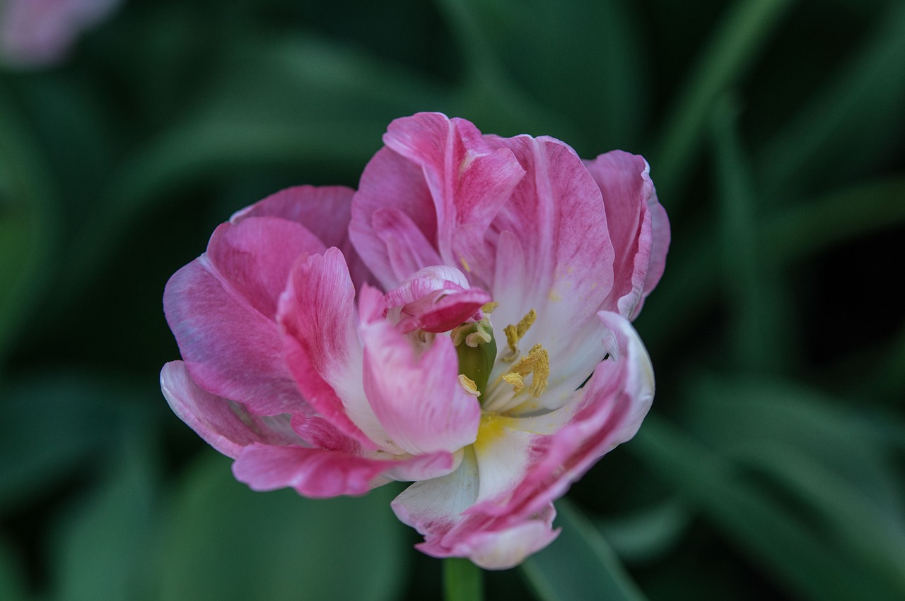 南京融創(chuàng)臻園最新動態(tài)解析，深度了解最新消息