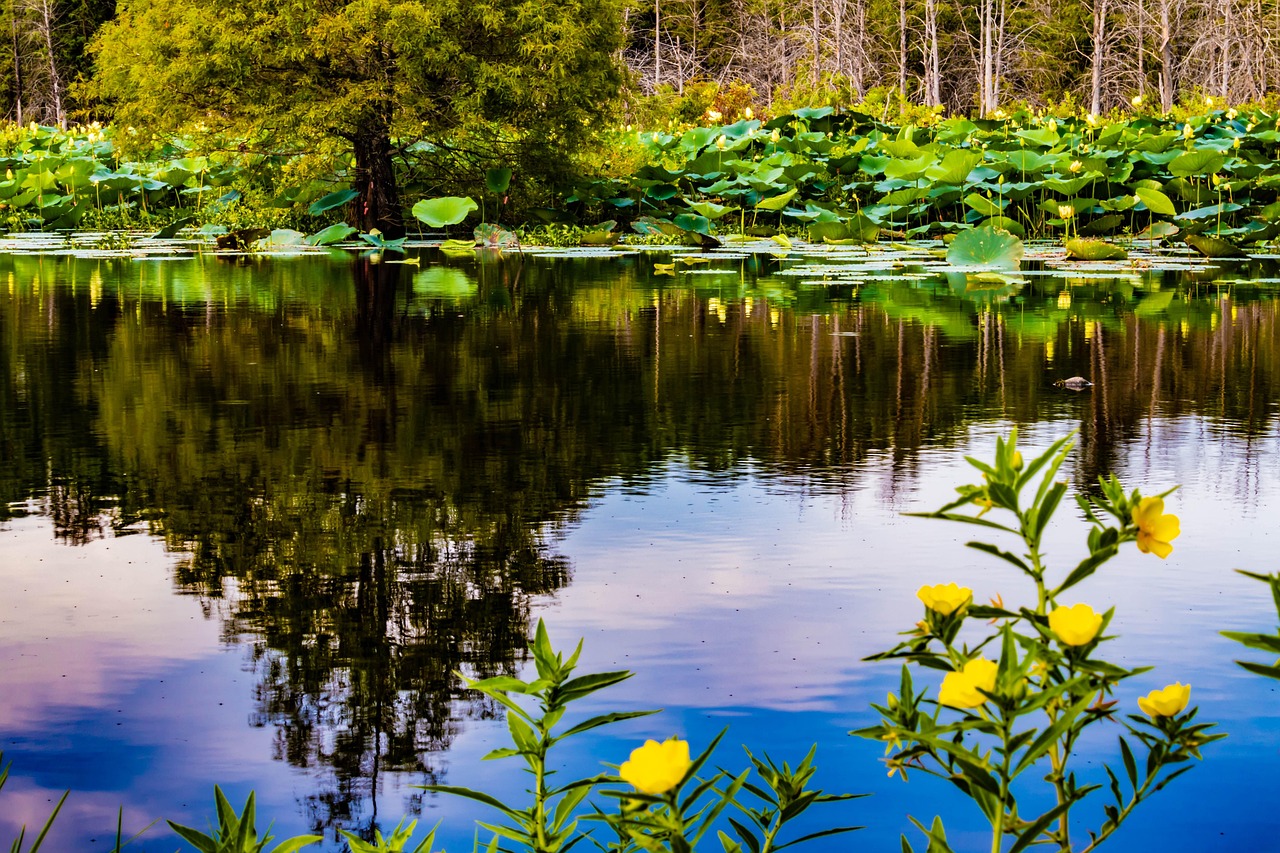 濟南市北湖最新進展，城市綠色發(fā)展實踐的生動展示
