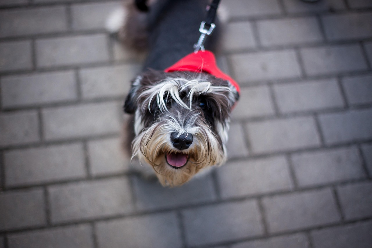 王玲玲與小一鳴的最新動態(tài)，星光璀璨，未來可期