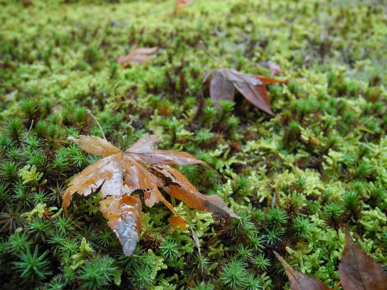 兩會聚焦，最新城管動態(tài)與消息解讀