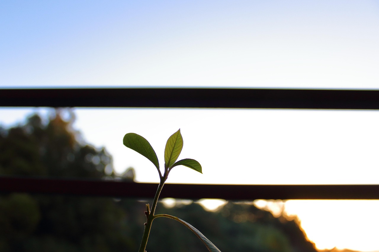 朗詩紅樹林最新動態(tài)，引領綠色生活新篇章，開啟全新篇章