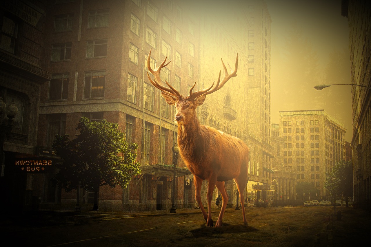 鹽城市網約車最新動態(tài)，行業(yè)變革與發(fā)展趨勢