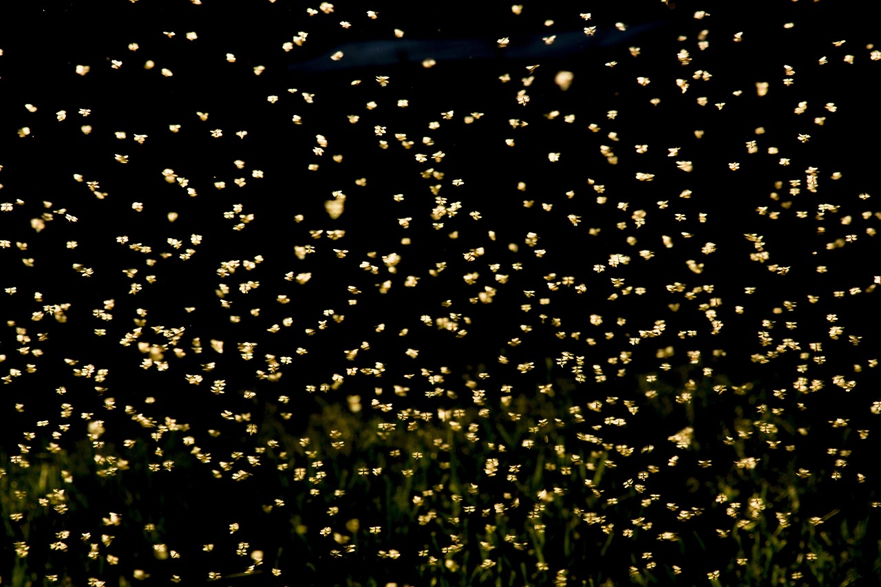 巢湖南路南延最新動態(tài)，建設(shè)進展及未來展望