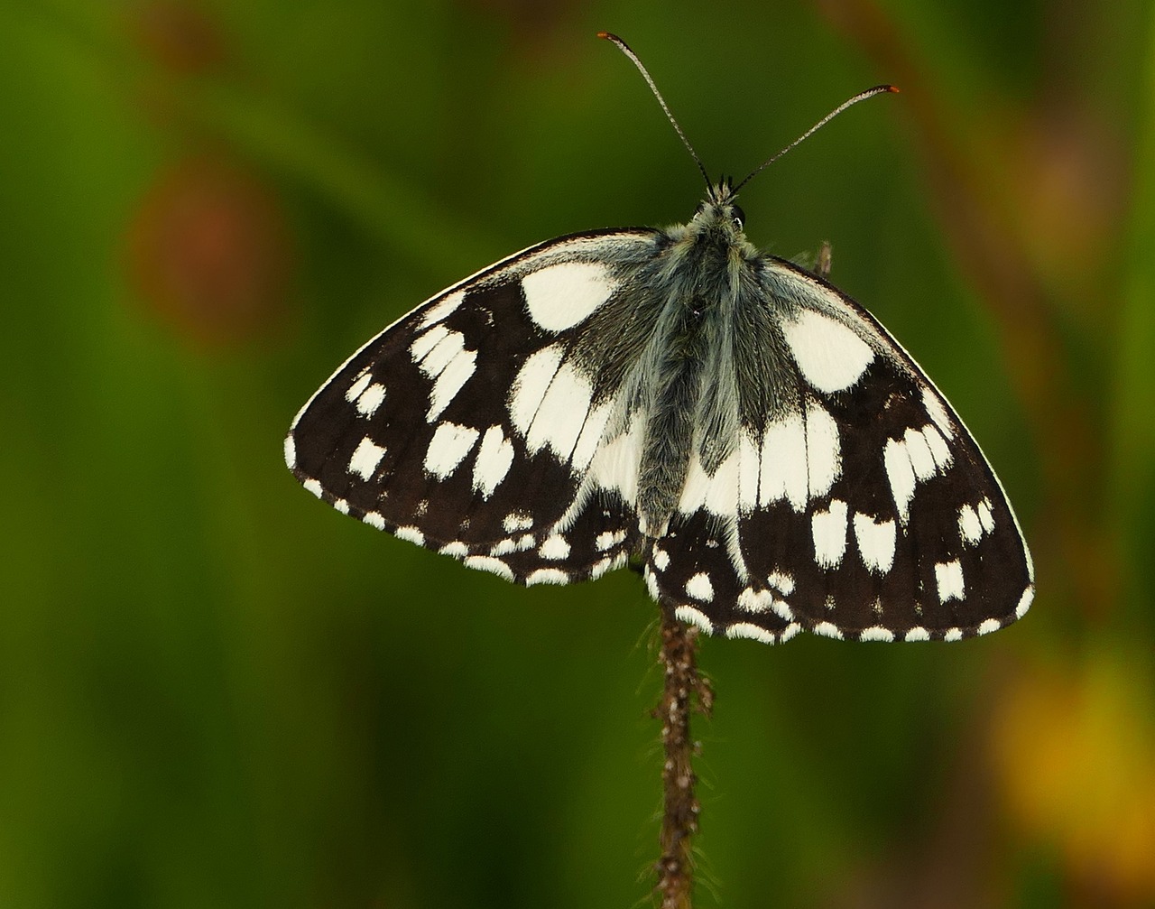 永年縣二手房最新信息概覽，最新房源、價格及交易動態(tài)一網(wǎng)打盡