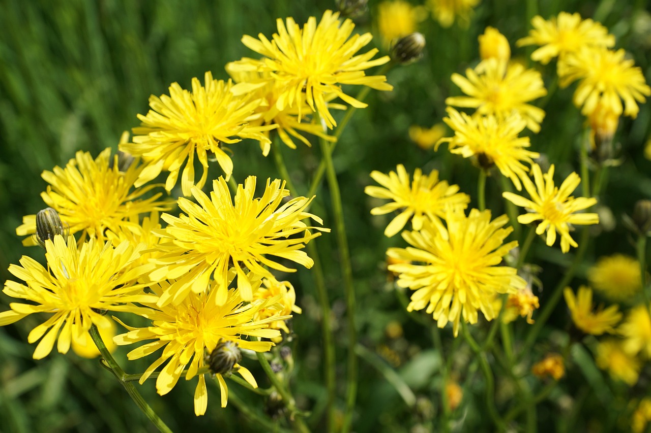 南駐阜蚌高鐵最新進展報告，揭秘最新動態(tài)與進展里程碑